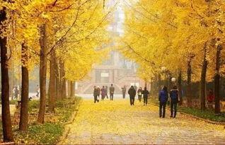 成都银杏树爆料视频  第2张